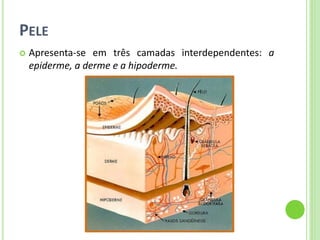 PELE 
Apresenta-se em três camadas interdependentes: a epiderme, a derme e a hipoderme.  
