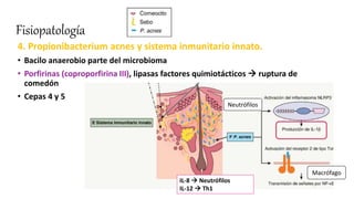 Fisiopatología
4. Propionibacterium acnes y sistema inmunitario innato.
• Bacilo anaerobio parte del microbioma
• Porfirinas (coproporfirina III), lipasas factores quimiotácticos  ruptura de
comedón
• Cepas 4 y 5
IL-8  Neutrófilos
IL-12  Th1
Neutrófilos
Macrófago
 