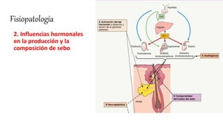 Fisiopatología
2. Influencias hormonales
en la producción y la
composición de sebo
 