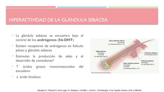 HIPERACTIVIDAD DE LA GLÁNDULA SEBÁCEA
 La glándula sebácea se encuentra bajo el
control de los andrógenos (5α-DHT)
 Existen receptores de andrógenos en folículo
piloso y glándula sebácea
 Estimulan la producción de sebo y el
desarrollo de comedones*
 ↑ ácidos grasos monoinsaturados del
escualeno
 ↓ ácido linoleico
Zaenglein A, Thiboutot D. Acné vulgar. En: Bolognia J, Schaffer J, Cerroni L. Dermatología. 4ª ed. España: Elsevier; 2018. p.588-603.
 
