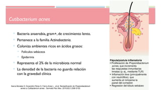 Cutibacterium acnes
 Bacteria anaerobia, gram+, de crecimiento lento.
 Pertenece a la familia Actinobacteria.
 Coloniza ambientes ricos en ácidos grasos:
 Folículos sebáceos
 Epidermis
 Representa el 2% de la microbiota normal
 La densidad de la bacteria no guarda relación
con la gravedad clínica
Ibarra-Morales D, Escandón-Pérez S, Fierro-Arias L,, et al. Reclasificación de Propionibacterium
acnes a Cutibacterium acnes . Dermatol Rev Mex. 2019;63(1):S98-S100.
 