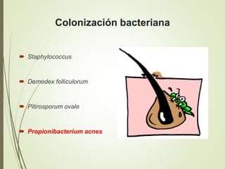 Colonización bacteriana
 Staphylococcus
 Demodex folliculorum
 Pitirosporum ovale
 Propionibacterium acnes
 
