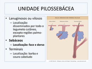 UNIDADE PILOSSEBÁCEA
• Lanuginosos ou vilosos
– Localização:
disseminados por todo o
tegumeto cutâneo,
excepto regiões palmo-
plantares
• Sebáceos
– Localização: face e dorso
• Terminais
– Localização: barba e
couro cabeludo
 