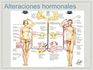 Alteraciones hormonales 
 