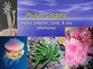 Phylum Cnidaria
Hydra, jellyfish, coral, & sea
         anemones
 