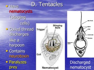 Nematocyst diagram