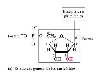 Fosfato
Pentosa
Base púrica o
pirimidínica
(a) Estructura general de los nucleótidos
 