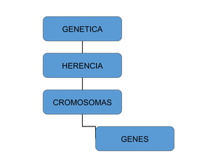 GENETICA
HERENCIA
CROMOSOMAS
GENES
 