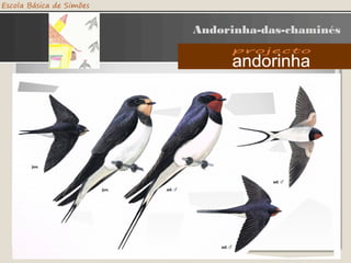 Andorinha-das-chaminés
 
