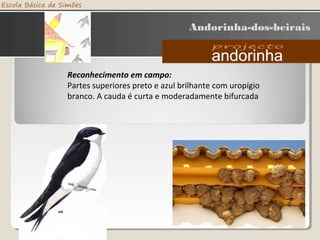 Andorinha-dos-beirais
Reconhecimento em campo:
Partes superiores preto e azul brilhante com uropígio
branco. A cauda é curta e moderadamente bifurcada
 