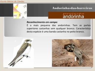 Andorinha-das-barreiras
Reconhecimento em campo:
É a mais pequena das andorinhas. Tem as partes
superiores castanhas sem qualquer branco. Característica
desta espécie é uma banda castanha no peito branco.
 