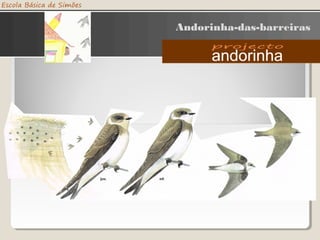 Andorinha-das-barreiras
 