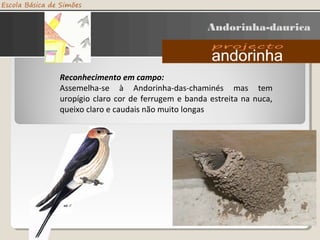 Andorinha-daurica
Reconhecimento em campo:
Assemelha-se à Andorinha-das-chaminés mas tem
uropígio claro cor de ferrugem e banda estreita na nuca,
queixo claro e caudais não muito longas
 