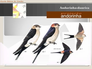 Andorinha-daurica
 