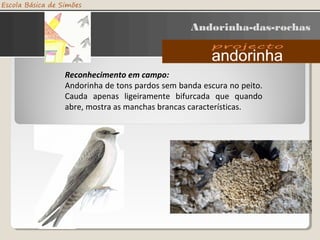 Andorinha-das-rochas
Reconhecimento em campo:
Andorinha de tons pardos sem banda escura no peito.
Cauda apenas ligeiramente bifurcada que quando
abre, mostra as manchas brancas características.
 