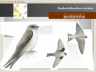 Andorinha-das-rochas
 