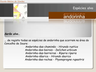 Serão alvo…
… de registo todas as espécies de andorinha que ocorrem na área do
Concelho de Soure:
Andorinha-das-chaminés - Hirundo rustica
Andorinha-dos-beirais - Delichon urbicum
Andorinha-das-barreiras - Riparia riparia
Andorinha-dáurica - Hirundo daurica
Andorinha-das-rochas - Ptyonoprogne rupestris
Espécies alvo
 