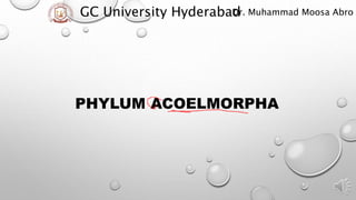 GC University Hyderabad
Dr. Muhammad Moosa Abro
PHYLUM ACOELMORPHA
 