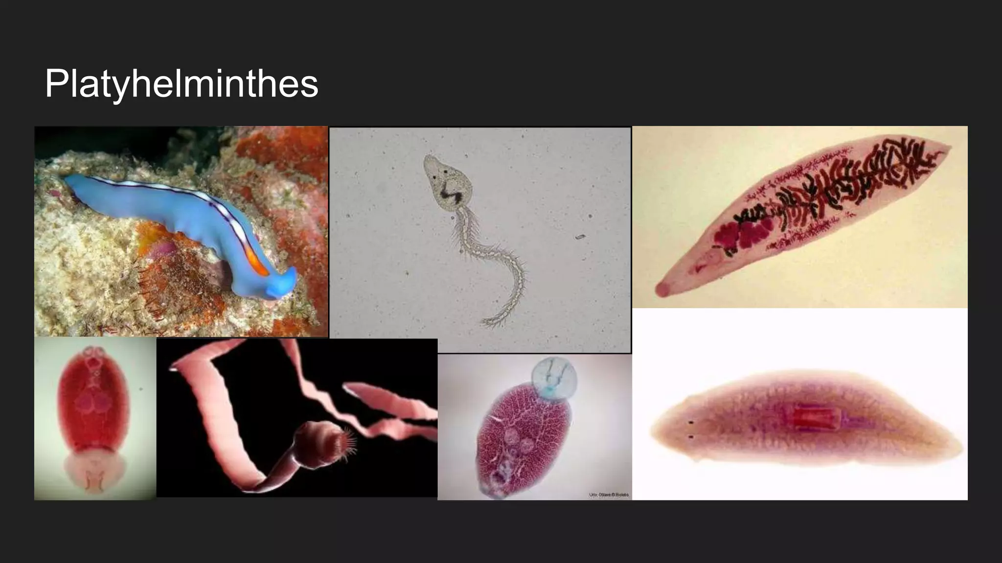 Platyhelminthes
 