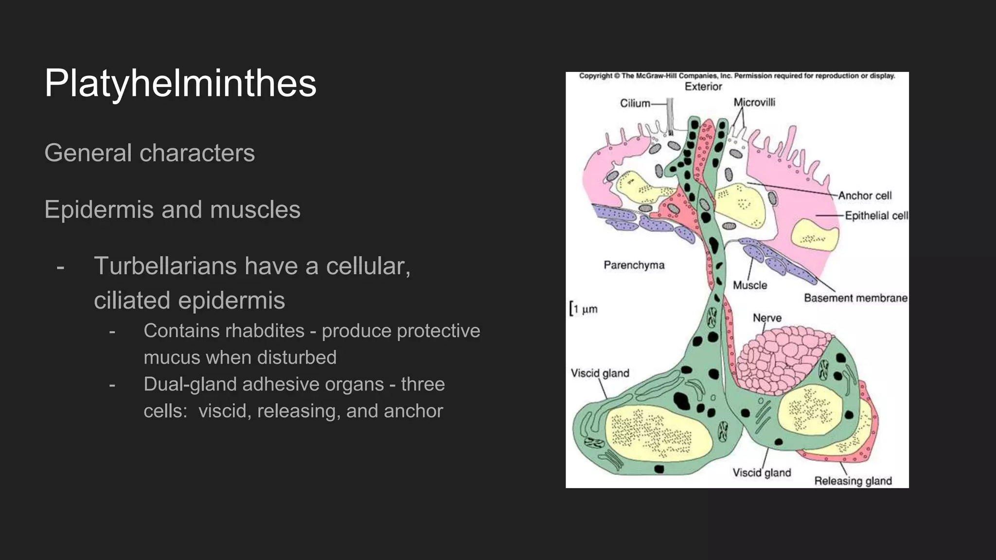 Platyhelminthes
General characters
Epidermis and muscles
- Turbellarians have a cellular,
ciliated epidermis
- Contains rhabdites - produce protective
mucus when disturbed
- Dual-gland adhesive organs - three
cells: viscid, releasing, and anchor
 