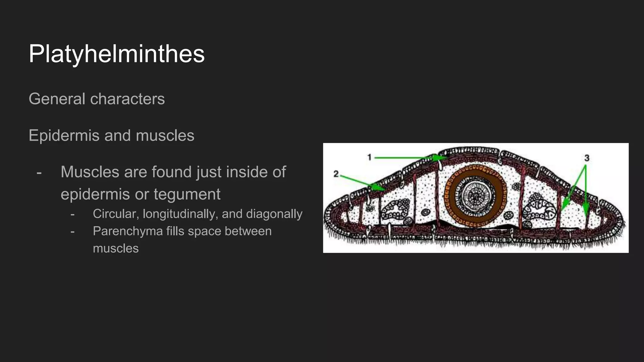 Platyhelminthes
General characters
Epidermis and muscles
- Muscles are found just inside of
epidermis or tegument
- Circular, longitudinally, and diagonally
- Parenchyma fills space between
muscles
 