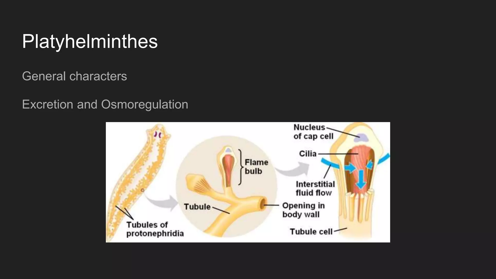 Platyhelminthes
General characters
Excretion and Osmoregulation
 