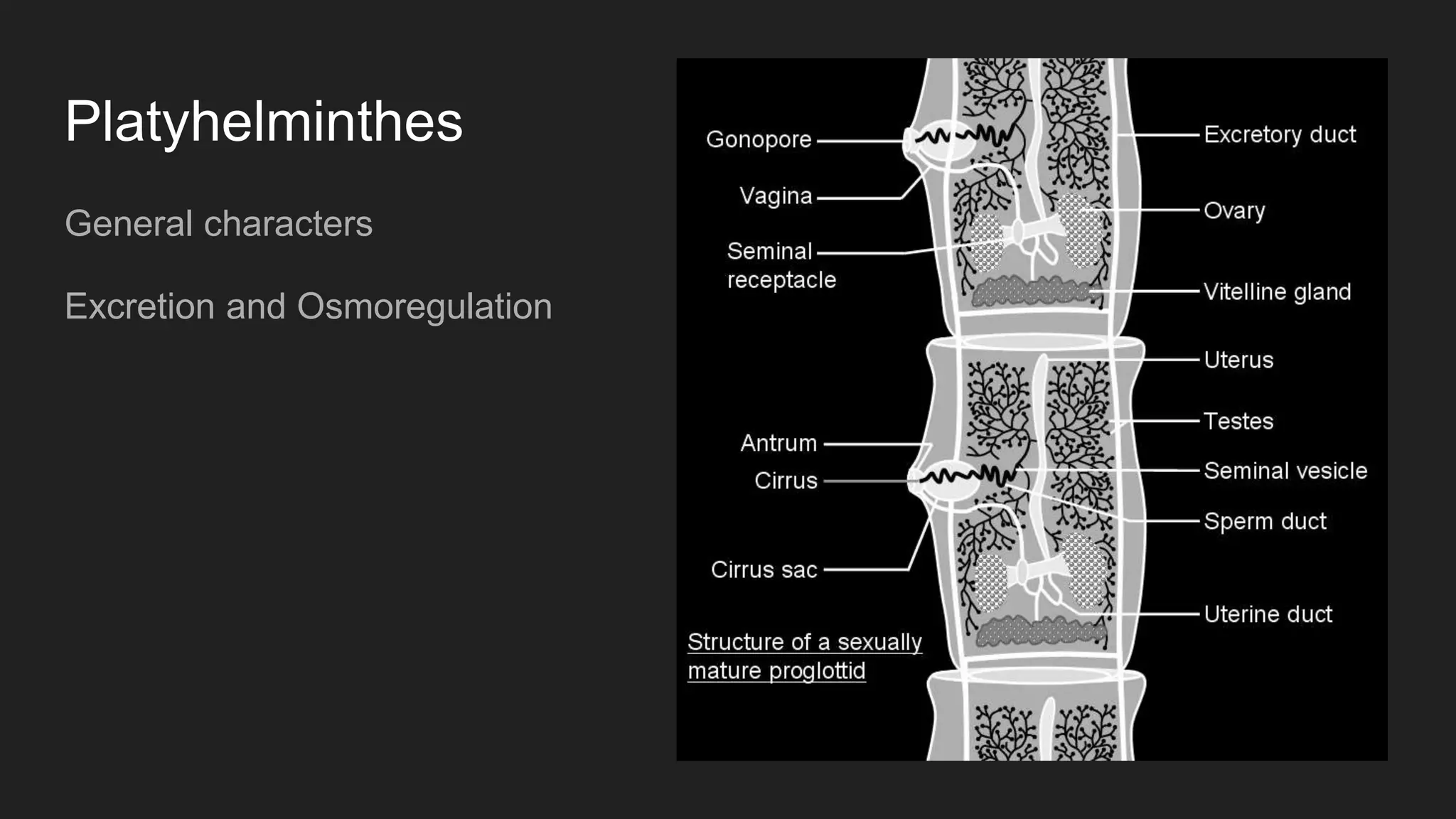 Platyhelminthes
General characters
Excretion and Osmoregulation
 