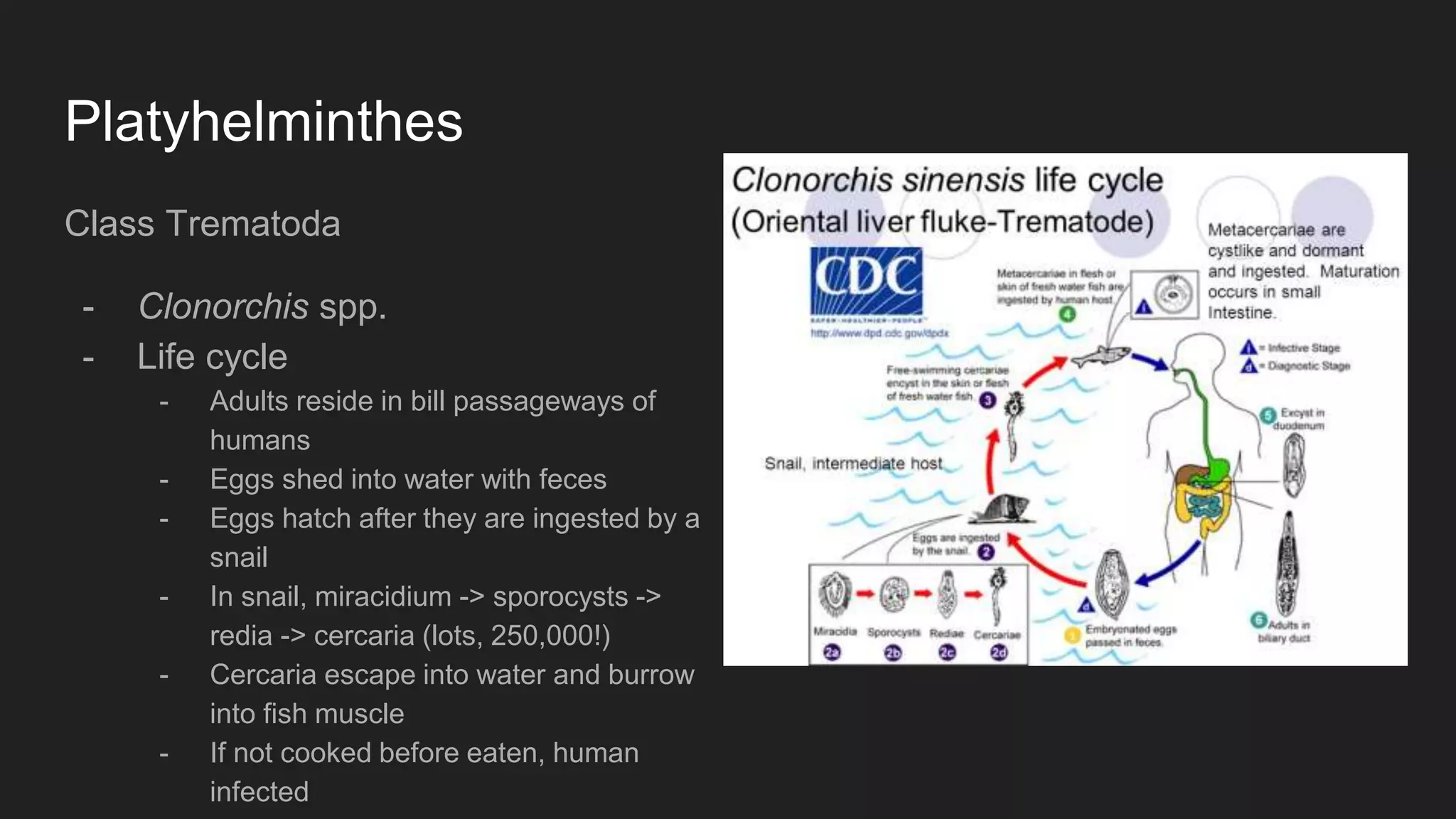 Platyhelminthes
Class Trematoda
- Clonorchis spp.
- Life cycle
- Adults reside in bill passageways of
humans
- Eggs shed into water with feces
- Eggs hatch after they are ingested by a
snail
- In snail, miracidium -> sporocysts ->
redia -> cercaria (lots, 250,000!)
- Cercaria escape into water and burrow
into fish muscle
- If not cooked before eaten, human
infected
 