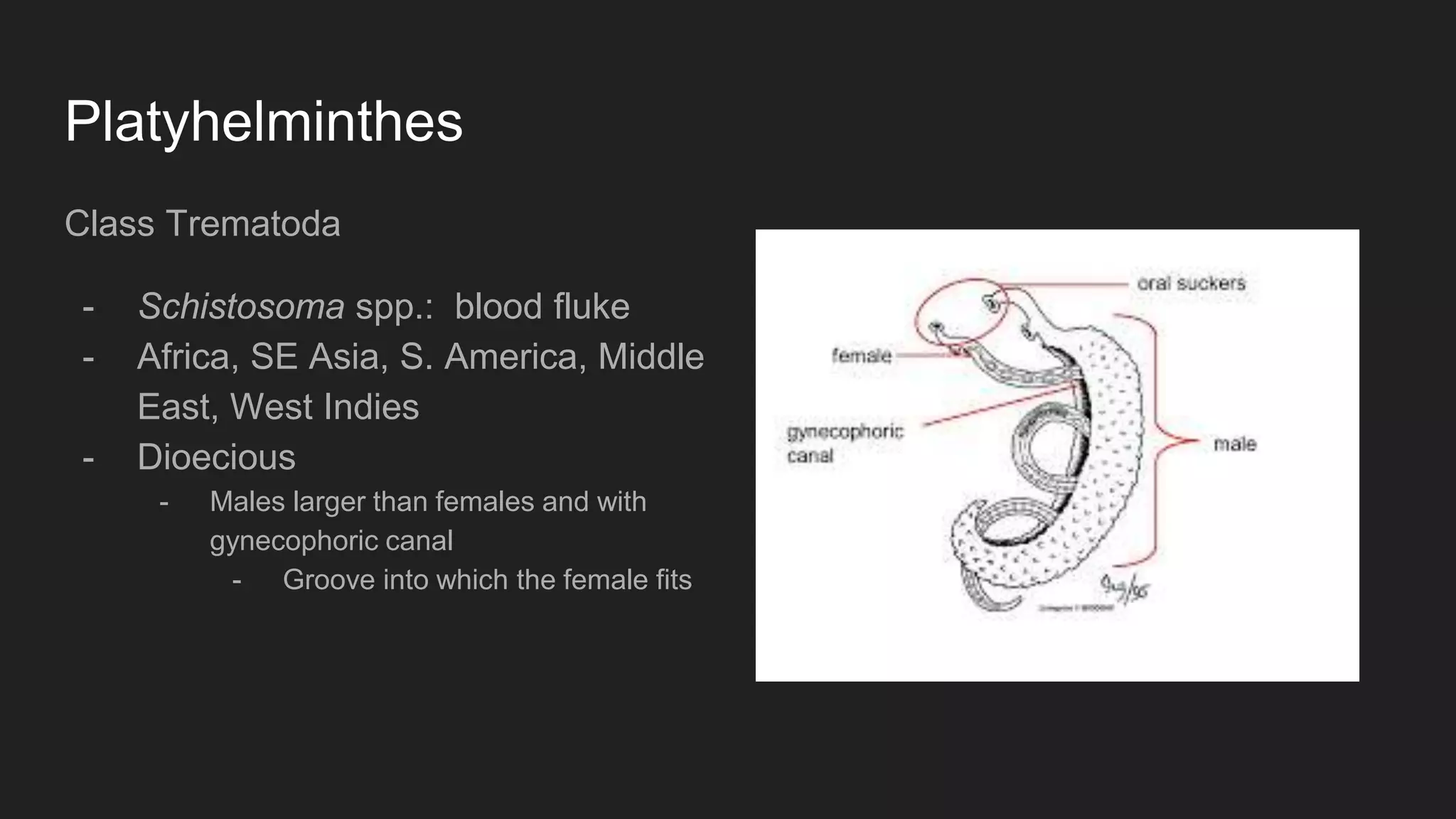 Platyhelminthes
Class Trematoda
- Schistosoma spp.: blood fluke
- Africa, SE Asia, S. America, Middle
East, West Indies
- Dioecious
- Males larger than females and with
gynecophoric canal
- Groove into which the female fits
 