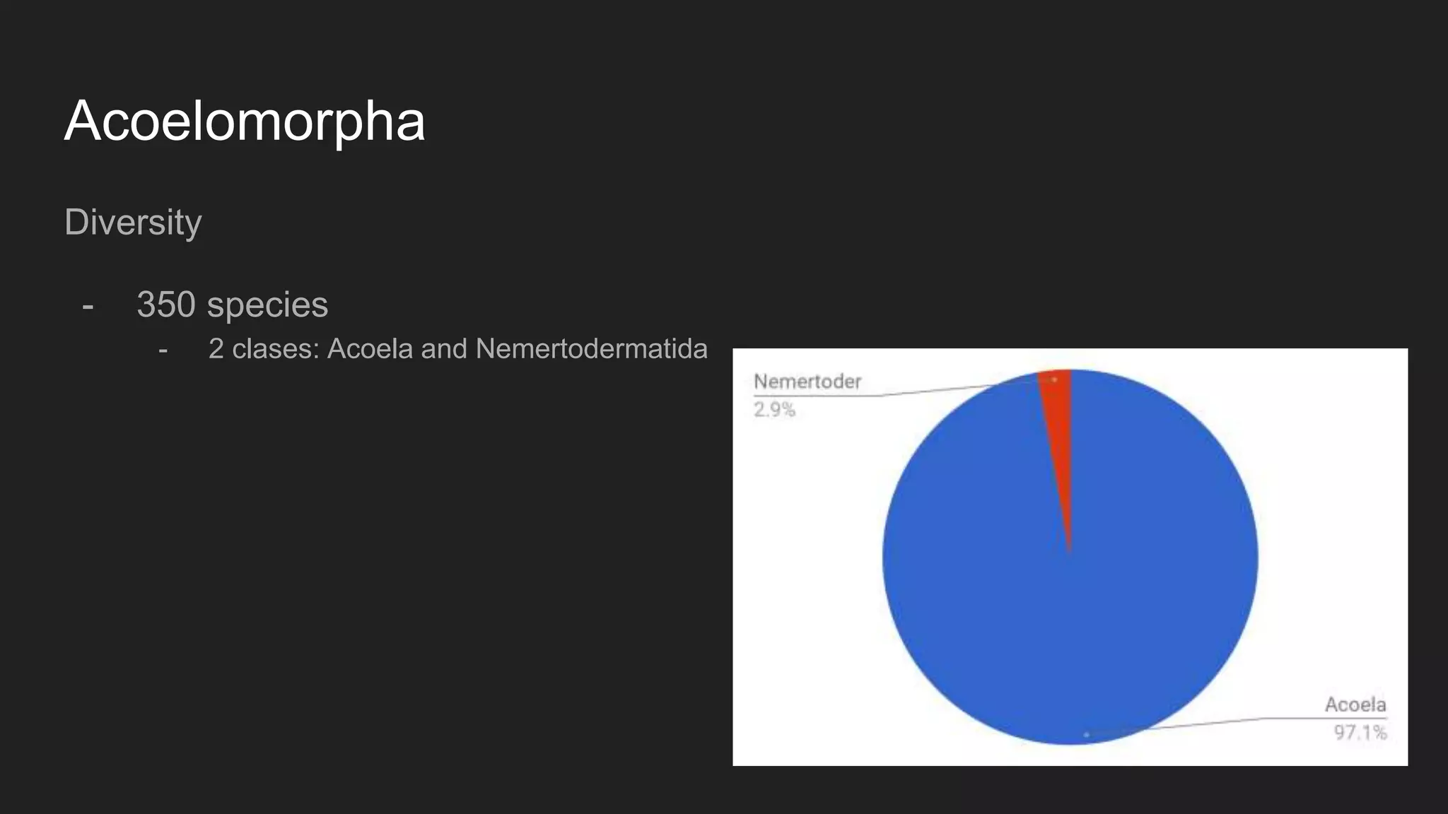 Acoelomorpha
Diversity
- 350 species
- 2 clases: Acoela and Nemertodermatida
 