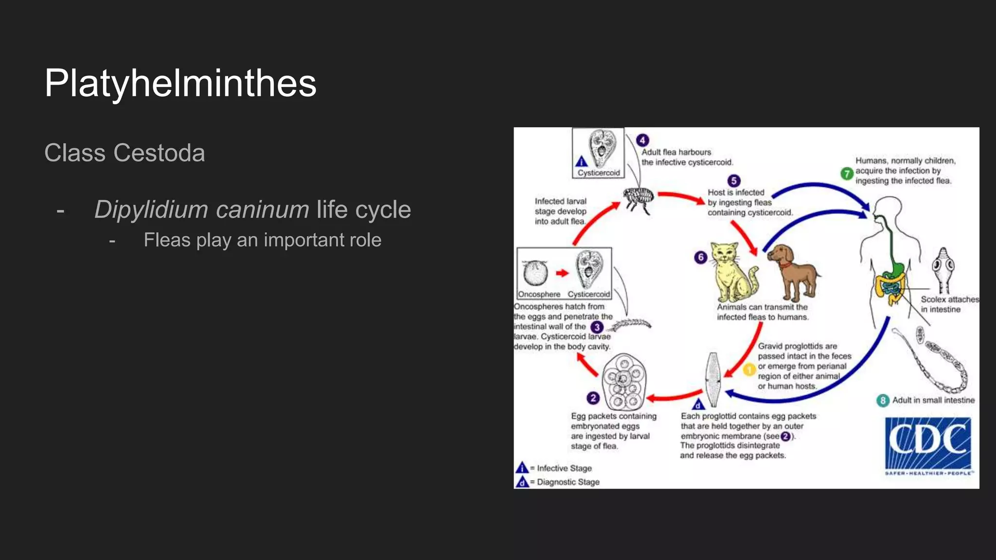 Platyhelminthes
Class Cestoda
- Dipylidium caninum life cycle
- Fleas play an important role
 