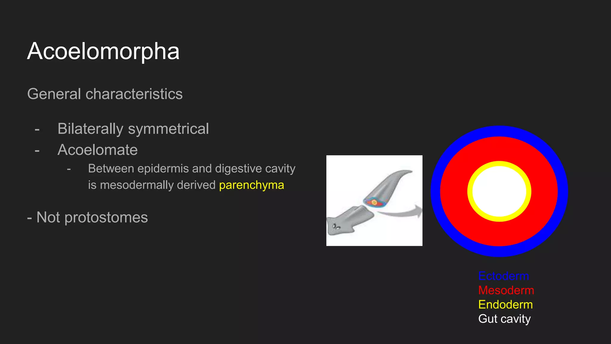 Acoelomorpha
General characteristics
- Bilaterally symmetrical
- Acoelomate
- Between epidermis and digestive cavity
is mesodermally derived parenchyma
- Not protostomes
Ectoderm
Mesoderm
Endoderm
Gut cavity
 