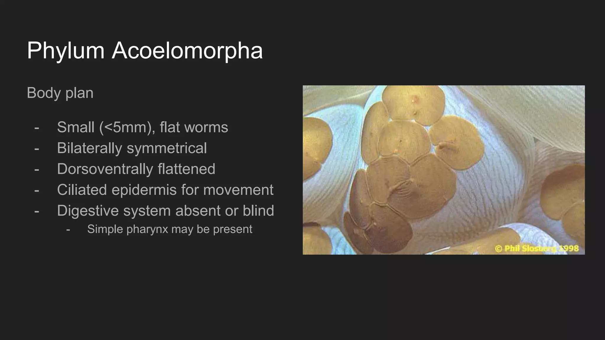 Phylum Acoelomorpha
Body plan
- Small (<5mm), flat worms
- Bilaterally symmetrical
- Dorsoventrally flattened
- Ciliated epidermis for movement
- Digestive system absent or blind
- Simple pharynx may be present
 