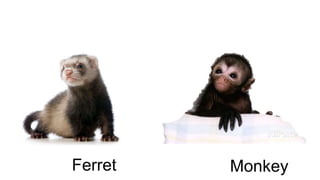 Ferret Monkey 
 