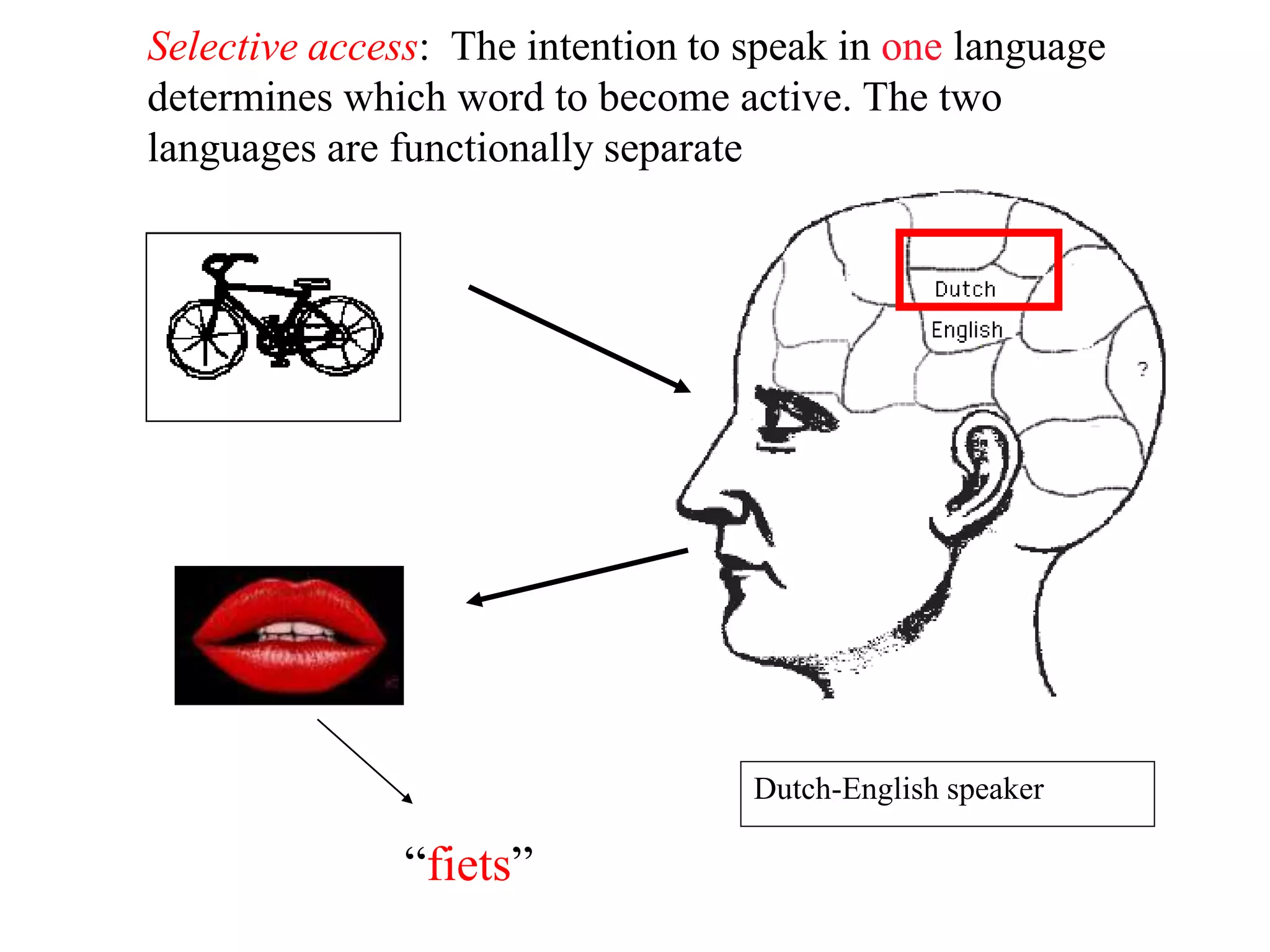 “fiets”
Selective access: The intention to speak in one language
determines which word to become active. The two
languages are functionally separate
Dutch-English speaker
 
