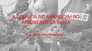 A COLHEITA DO AMENDOIM NO
RECÔNCAVO DA BAHIA
Daniel de Menezes Soglia
 