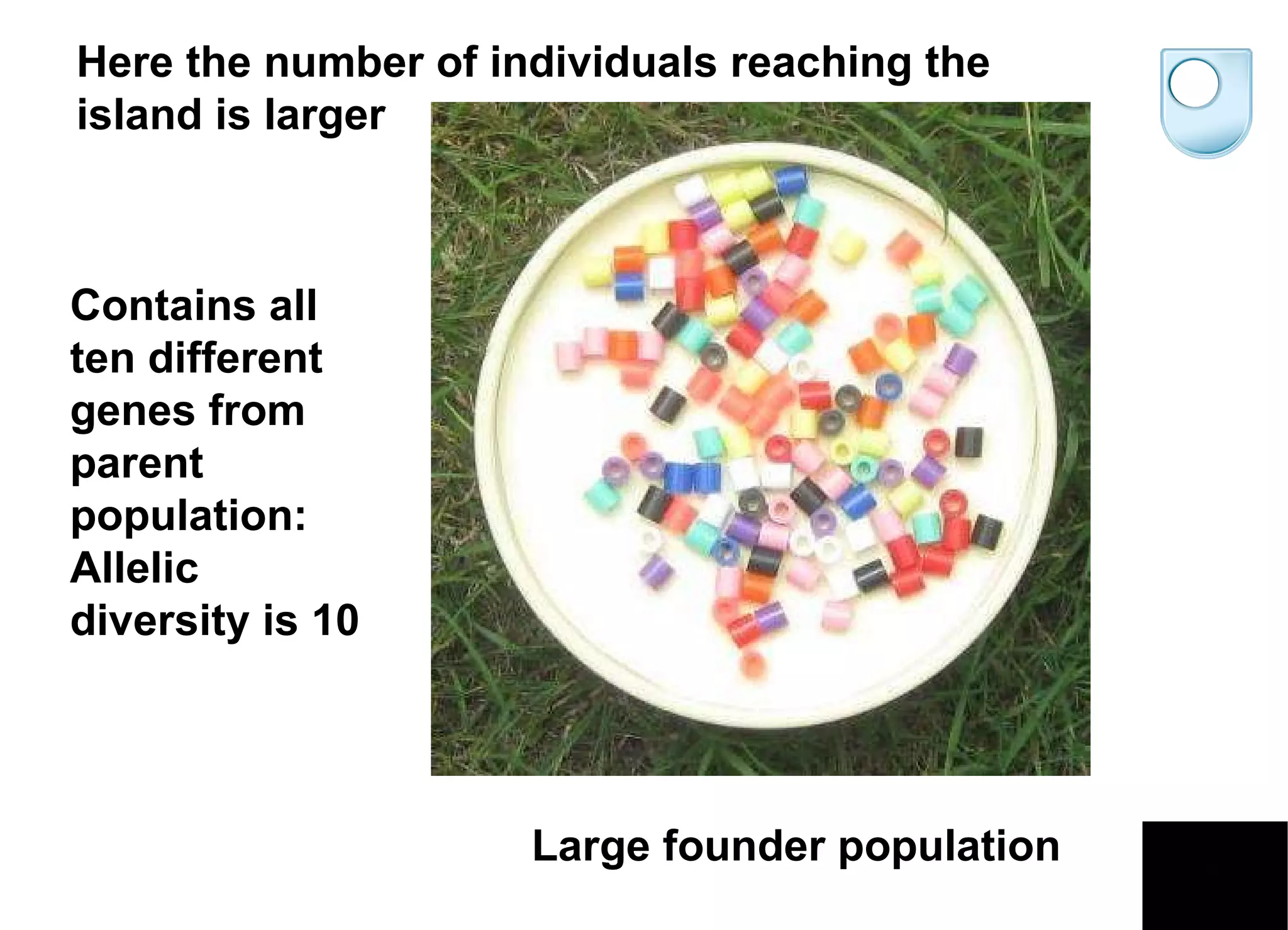 Large founder population Here the number of individuals reaching the island is larger Contains all ten different genes from parent population: Allelic diversity is 10 