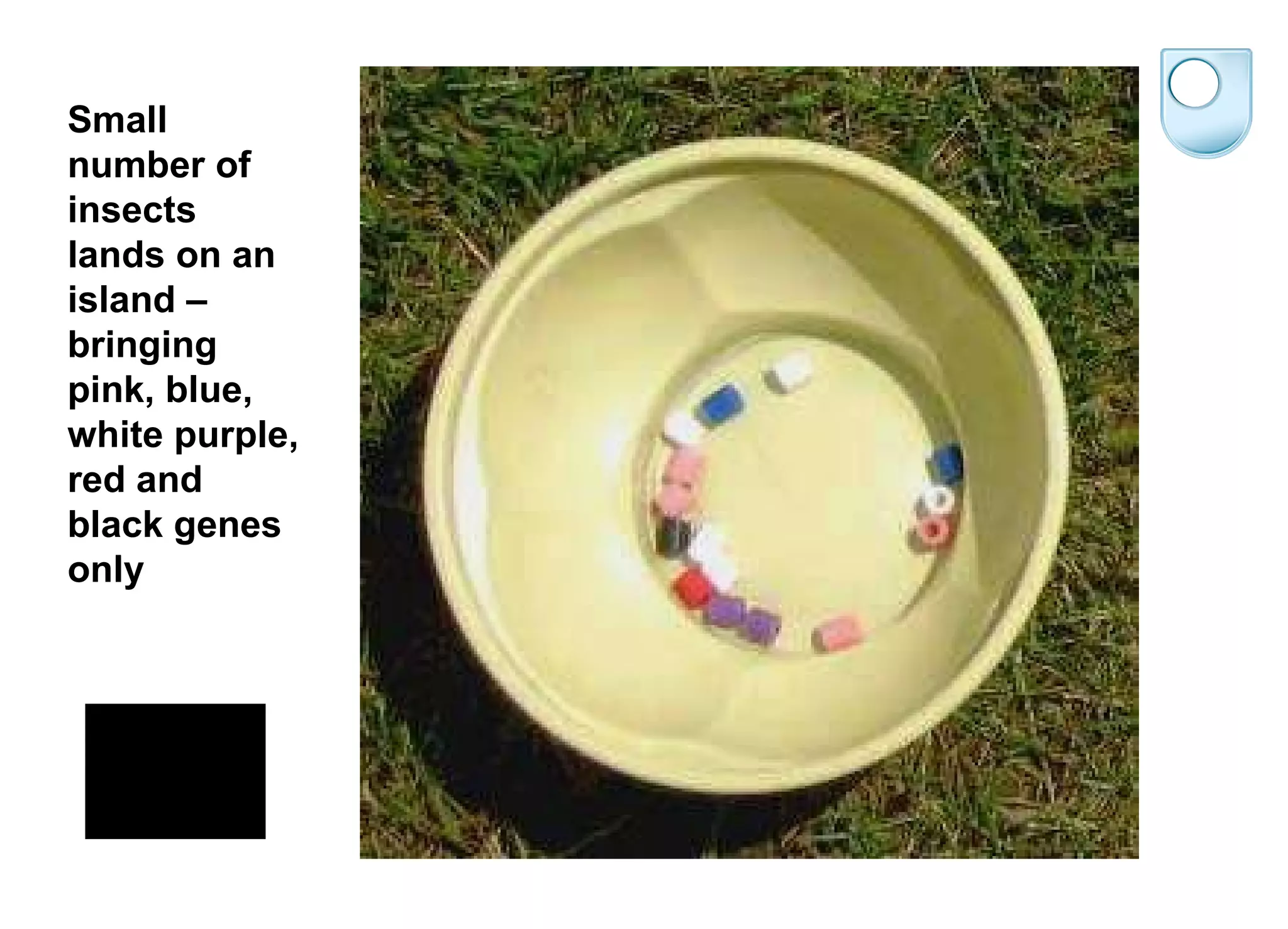 Small number of insects lands on an island – bringing pink, blue, white purple, red and black genes only 