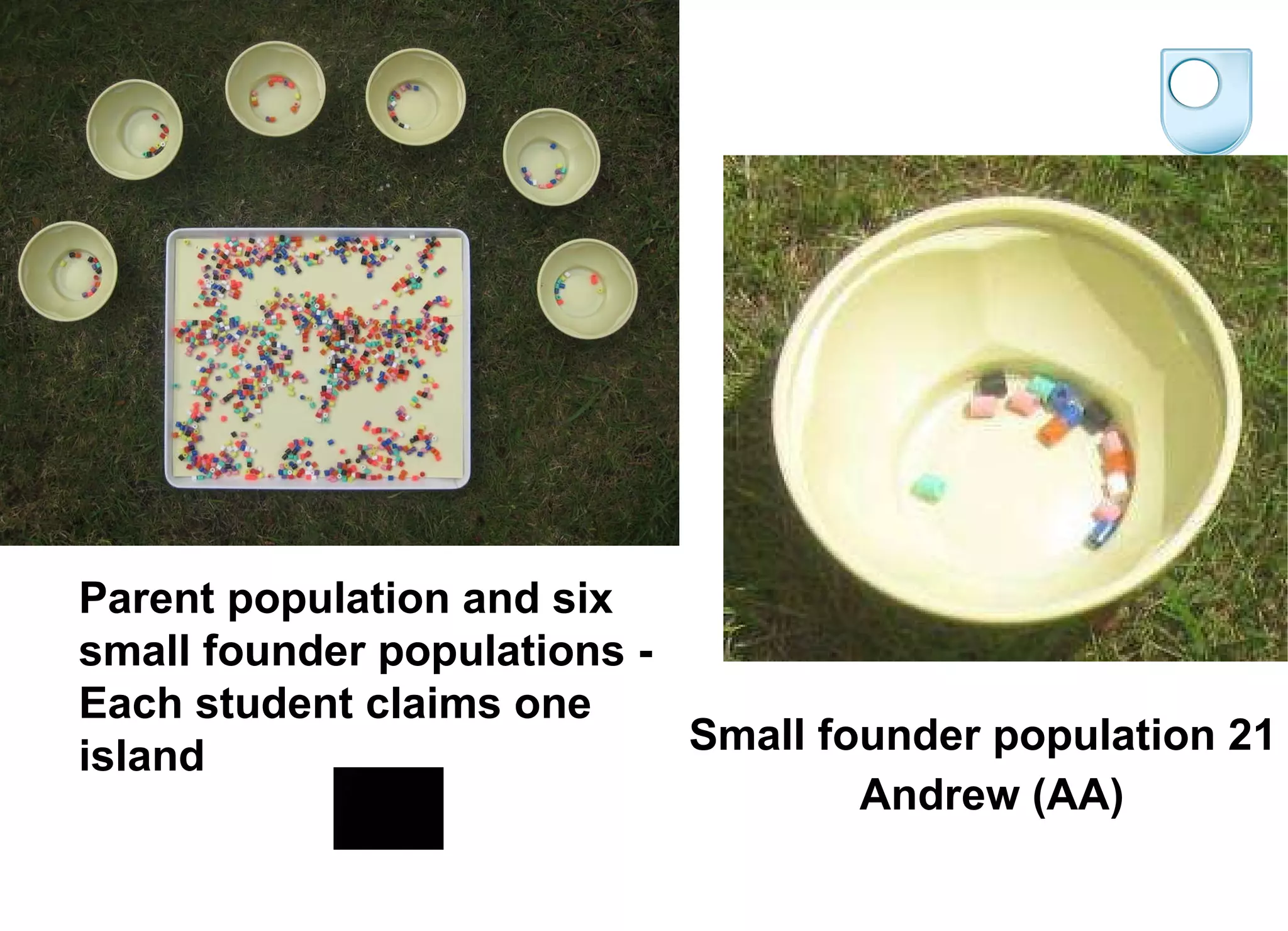 Small founder population 21 Andrew (AA) Parent population and six small founder populations -  Each student claims one island 
