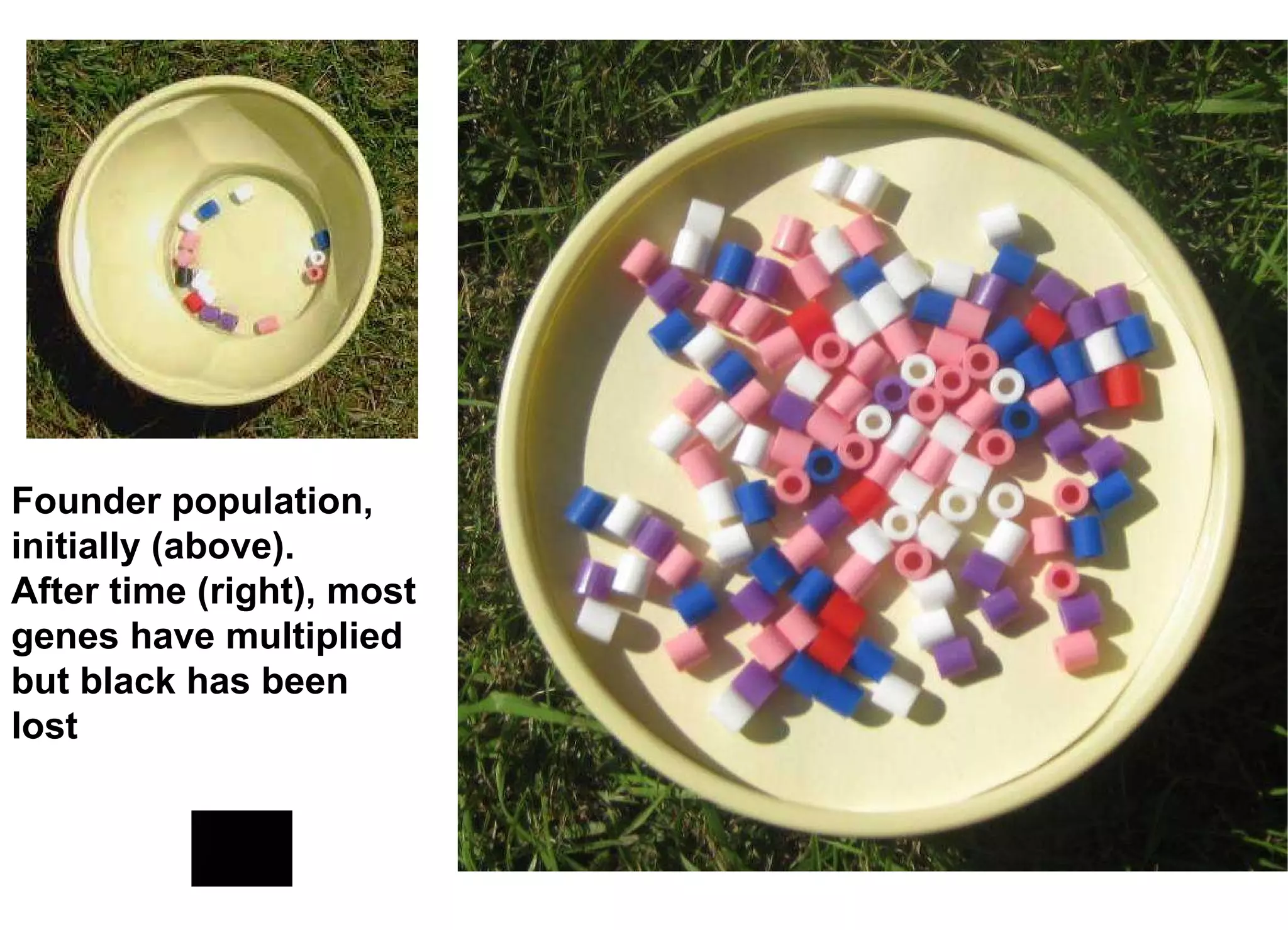 Founder population, initially (above).  After time (right), most genes have multiplied but black has been lost 