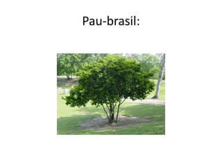Pau-brasil:
 