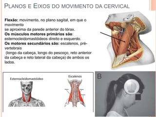PLANOS E EIXOS DO MOVIMENTO DA CERVICAL
Flexão: movimento, no plano sagital, em que o
movimento
se aproxima da parede anterior do tórax.
Os músculos motores primários são:
esternocleidomastóideos direito e esquerdo.
Os motores secundários são: escalenos, pré-
vertebrais
(longo da cabeça, longo do pescoço, reto anterior
da cabeça e reto lateral da cabeça) de ambos os
lados.
 