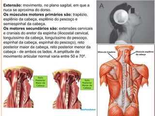 Extensão: movimento, no plano sagital, em que a
nuca se aproxima do dorso.
Os músculos motores primários são: trapézio,
esplênio da cabeça, esplênio do pescoço e
semiespinhal da cabeça.
Os motores secundários são: extensões cervicais
e craniais do eretor da espinha (iliocostal cervical,
longuíssimo da cabeça, longuíssimo do pescoço,
espinhal da cabeça, espinhal do pescoço), reto
posterior maior da cabeça, reto posterior menor da
cabeça - de ambos os lados. A amplitude de
movimento articular normal varia entre 50 e 70º.
 