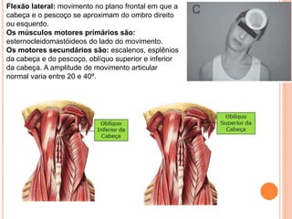 Flexão lateral: movimento no plano frontal em que a
cabeça e o pescoço se aproximam do ombro direito
ou esquerdo.
Os músculos motores primários são:
esternocleidomastóideos do lado do movimento.
Os motores secundários são: escalenos, esplênios
da cabeça e do pescoço, oblíquo superior e inferior
da cabeça. A amplitude de movimento articular
normal varia entre 20 e 40º.
 