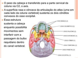  O peso da cabeça e transferido para a parte cervical da
coluna via C2, o axis.
 A superfície rasa e côncava da articulação do atlas (uma em
cada lado da coluna vertebral) sustenta os dois côndilos
convexos do osso occipital.
 Essa estrutura
sustenta a cabeça
enquanto possibilita
movimentos sem
interferir com a
passagem do bulbo
raquidiano dentro
do canal vertebral.
 