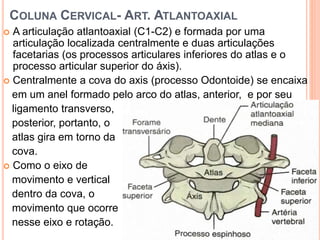 COLUNA CERVICAL- ART. ATLANTOAXIAL
 A articulação atlantoaxial (C1-C2) e formada por uma
articulação localizada centralmente e duas articulações
facetarias (os processos articulares inferiores do atlas e o
processo articular superior do áxis).
 Centralmente a cova do axis (processo Odontoide) se encaixa
em um anel formado pelo arco do atlas, anterior, e por seu
ligamento transverso,
posterior, portanto, o
atlas gira em torno da
cova.
 Como o eixo de
movimento e vertical
dentro da cova, o
movimento que ocorre
nesse eixo e rotação.
 