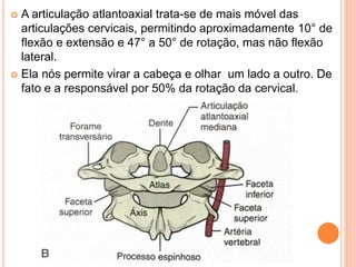  A articulação atlantoaxial trata-se de mais móvel das
articulações cervicais, permitindo aproximadamente 10° de
flexão e extensão e 47° a 50° de rotação, mas não flexão
lateral.
 Ela nós permite virar a cabeça e olhar um lado a outro. De
fato e a responsável por 50% da rotação da cervical.
 