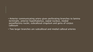 • Anterior communicating artery gives perforating branches to lamina
terminalis, anterior hypothalamus, septal nucleus, medial
paraolfactory nuclei, subcallosal cingulum and genu of corpus
callosum
• Two larger branches are subcallosal and medial callosal arteries
 
