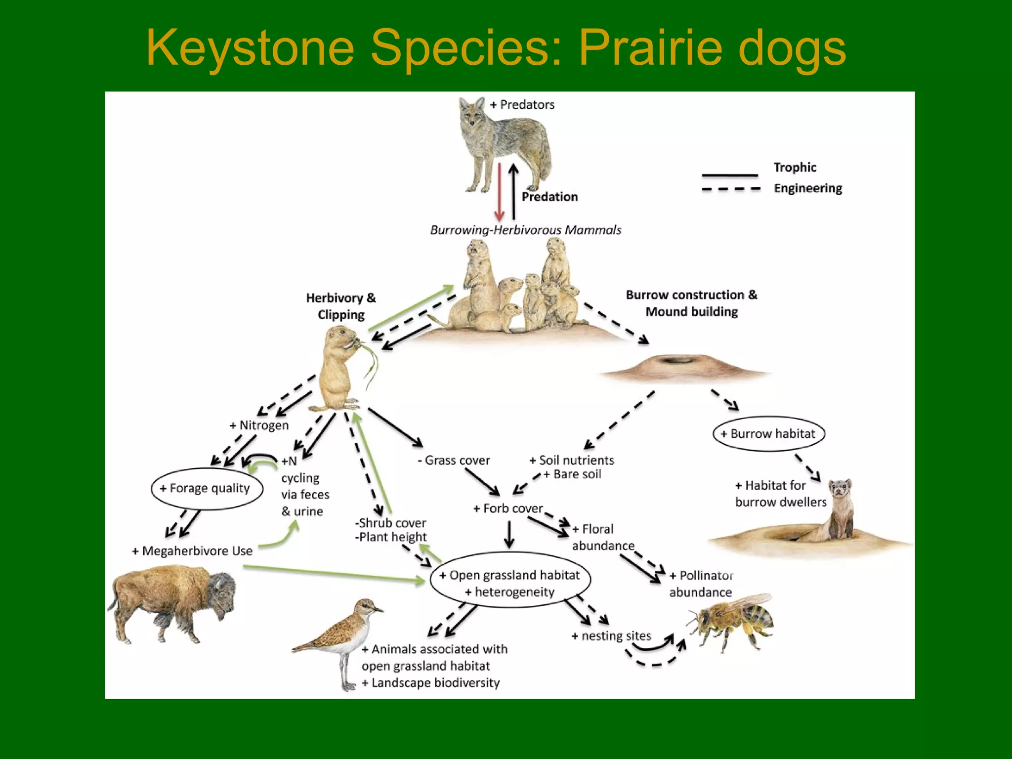 Keystone Species: Prairie dogs

 
