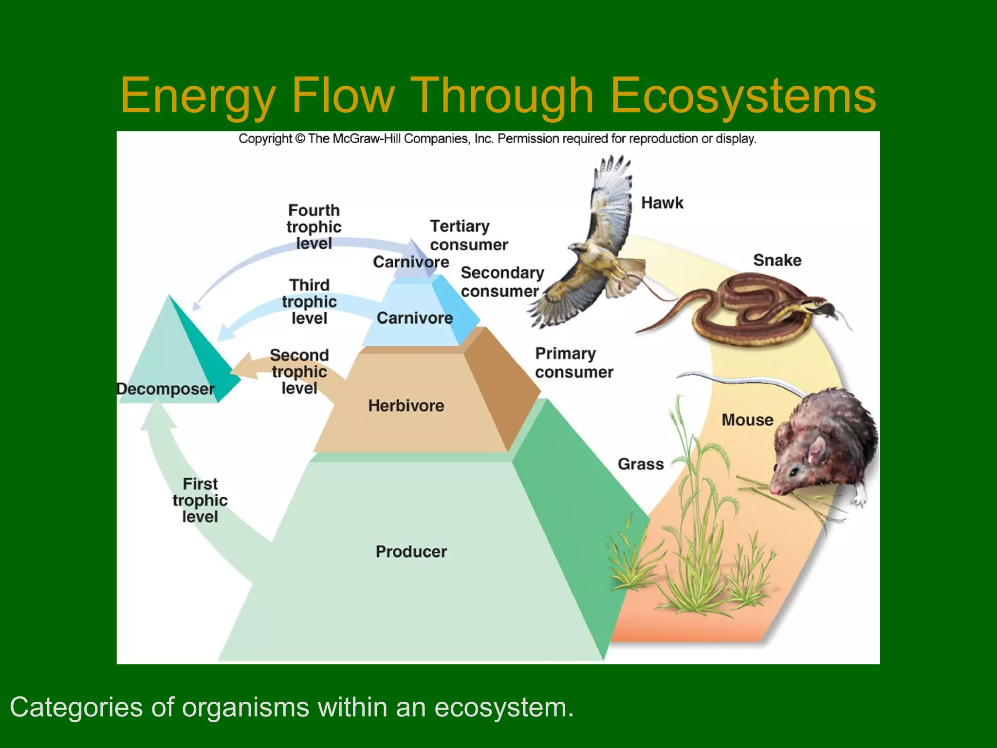 Energy Flow Through Ecosystems

Categories of organisms within an ecosystem.

 
